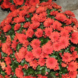 Chrysanthèmes-pot-pompons-petites-fleurs