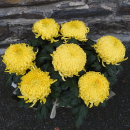 chrysanthème-grosses-fleurs-jaunes