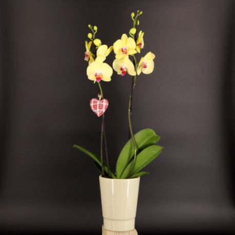 orchidée jaune maman