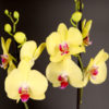 orchidée jaune maman