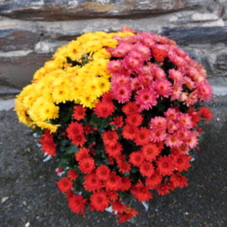 Coupe chrysanthème mélangé