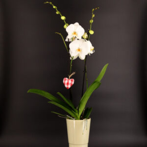 orchidée blanche