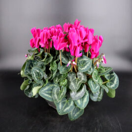 Coupe mini cyclamens