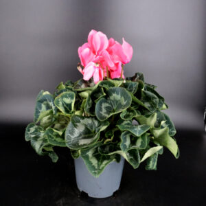 Cyclamen en pot