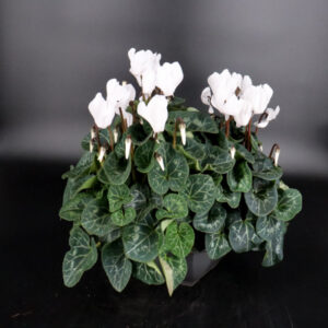 Coupe de cyclamens blancs