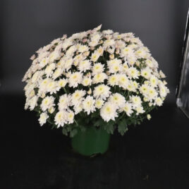 Chrysanthème blanc multi fleurs