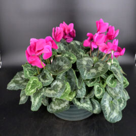 Coupe de cyclamens grande taille